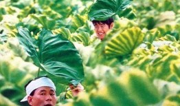 菊次郎的夏天在线观看